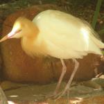 Newcastle - Blackbutt Reserve 